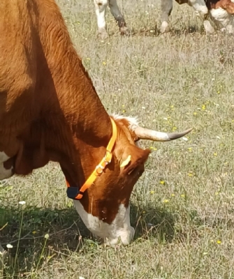 DT-908 GÜÇLÜ BATARYALI BÜYÜKBAŞ HAYVAN TAKİP CİHAZI Hayvan Takip Cihazı